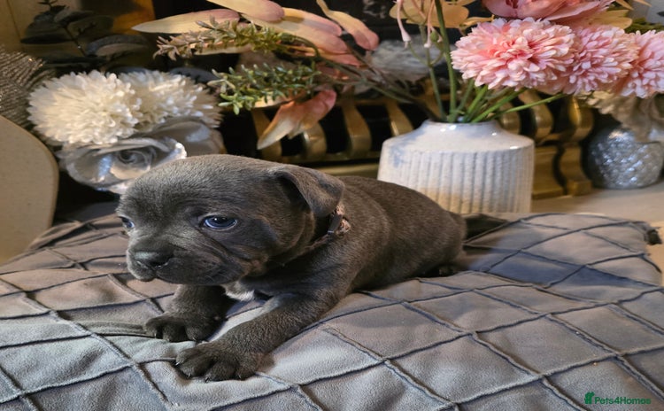 Staffordshire Bull Terrier dogs - Advert 3