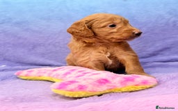 Mini Goldendoodle dogs for sale: Gorgeous Mini Goldendoodles By Therapy Asst Mom - Image 25
