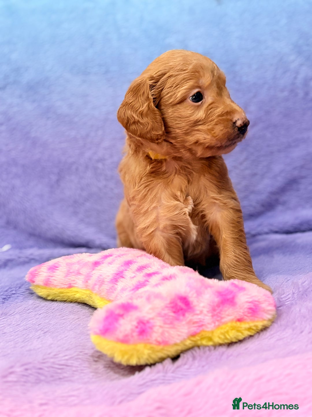 Mini Goldendoodle dogs for sale: Gorgeous Mini Goldendoodles By Therapy Asst Mom - Image 25