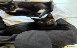Domestic Shorthair cats for sale: Adorable Black Kitten Looking for a Loving Home - Image 3