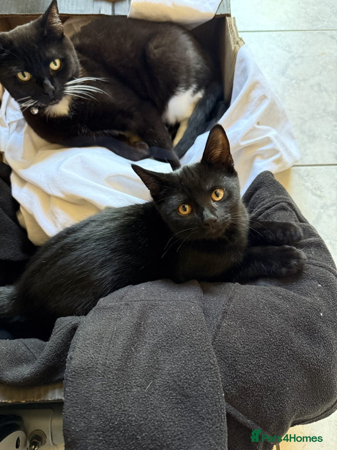 Domestic Shorthair cats for sale: Adorable Black Kitten Looking for a Loving Home - Image 3