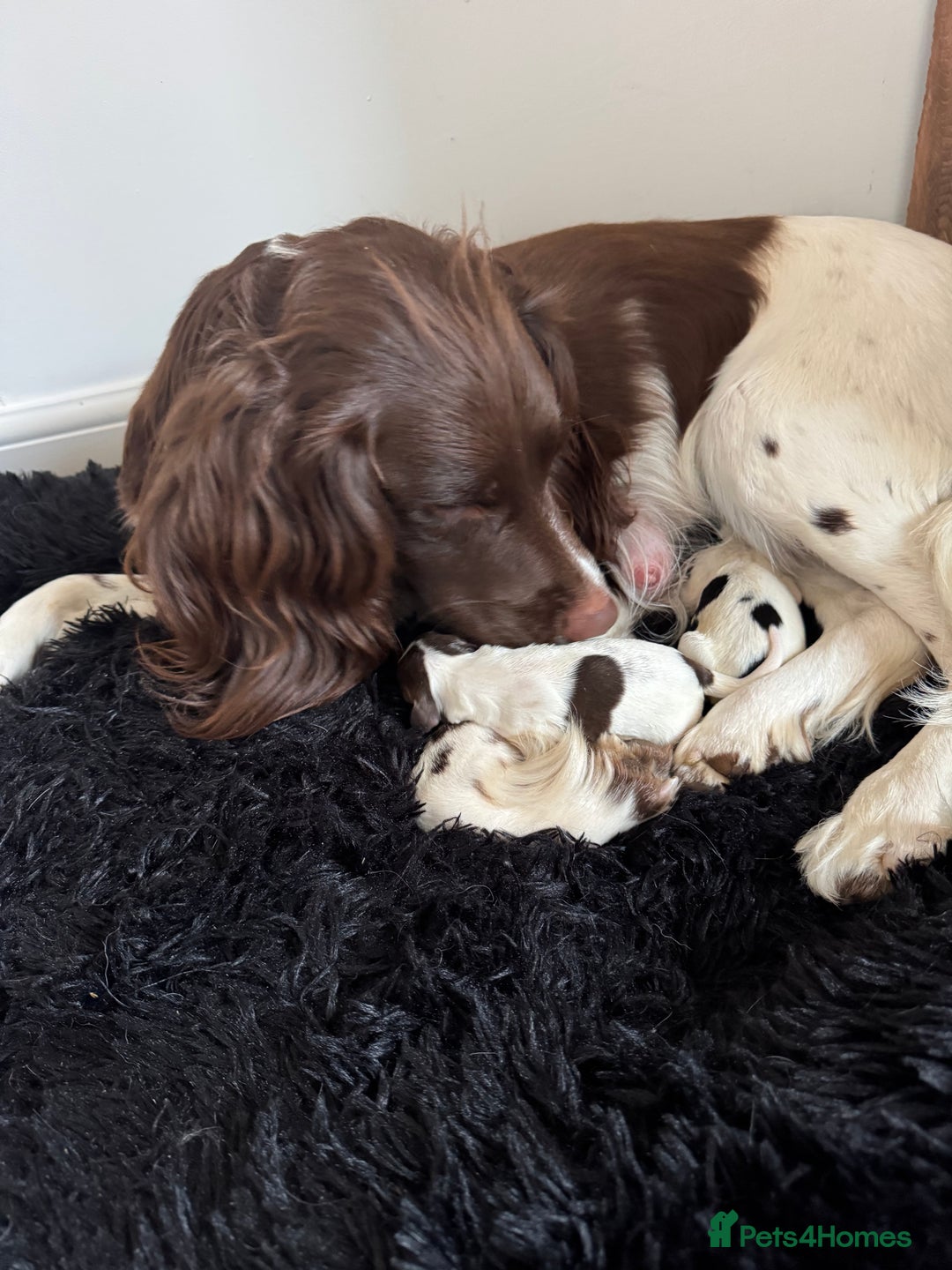 English Springer Spaniel dogs for sale: English springer spaniel pups - Image 2