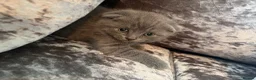 Scottish Fold cats for sale: Scottish folds in Brentwood - Advert 8