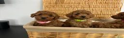 Miniature Poodle dogs for sale: Kc registered Miniature poodles Teddy bear  - Advert 27