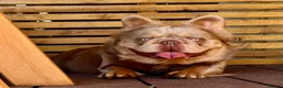 French Bulldog dogs for stud: MASKLESS NEW SHADE FULL FLUFFY CARRYING CREAM in Immingham - Advert 9
