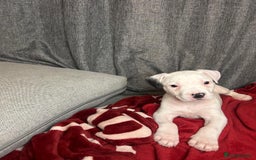 American Bulldog dogs for sale: American Bulldog - Image 12