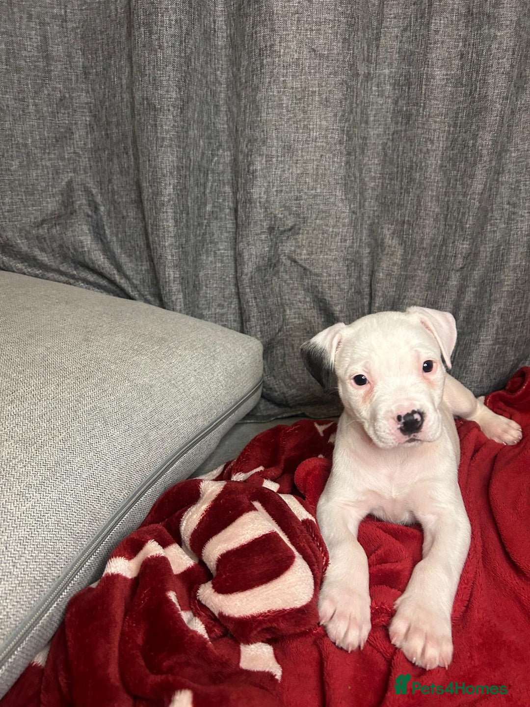 American Bulldog dogs for sale: American Bulldog - Image 12