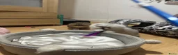 Persian cats for sale: Stunning Persian chinchilla kittens  - Advert 32