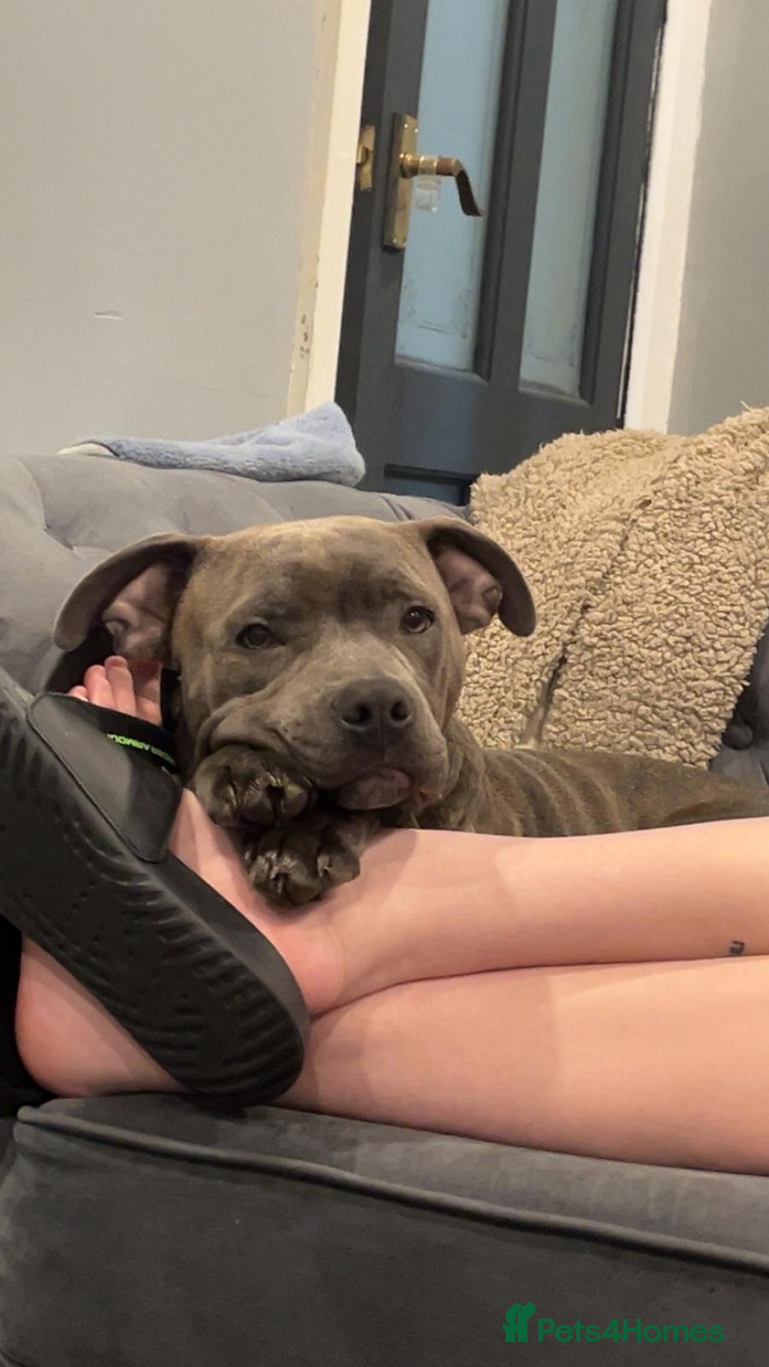 Staffordshire Bull Terrier dogs for sale: 7 month old male pup - Advert 3