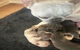 French Bulldog dogs for sale: Beautiful French Bulldog litter  - Image 13