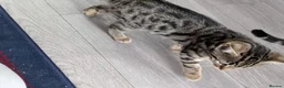 Bengal cats for sale: 4 Lovely bengals - ready to leave - Advert 7