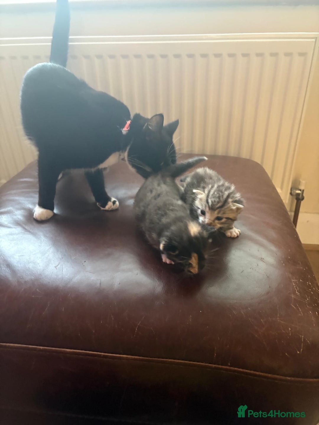 Mixed Breed cats for sale: Only 2 kittens available  - Advert 2