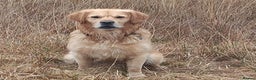 Golden Retriever dogs for stud: Sam. Available for Stud in Swansea - Advert 2