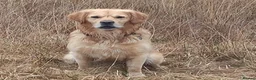 Golden Retriever dogs for stud: Sam. Available for Stud in Swansea - Advert 2