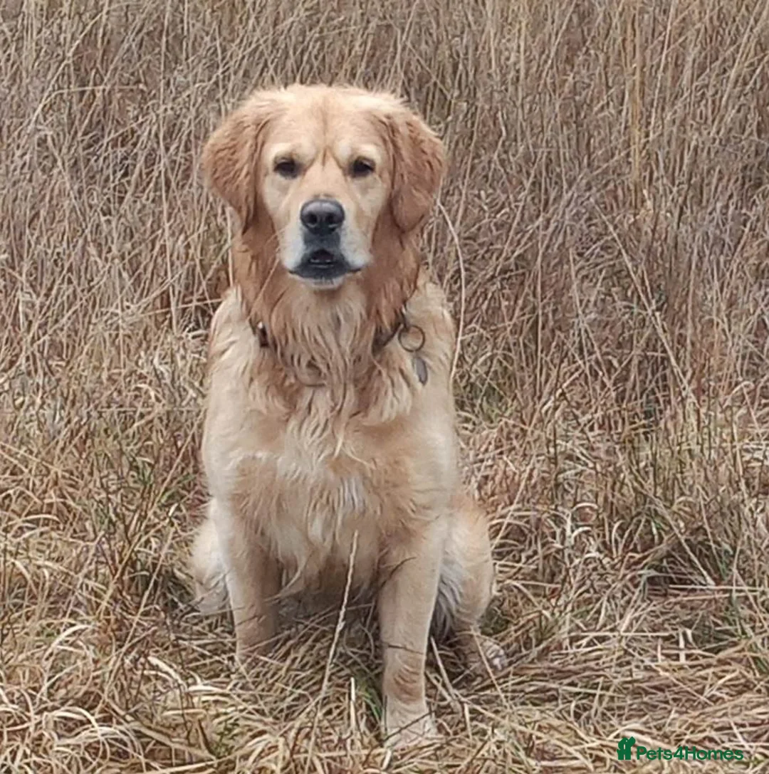 Golden Retriever dogs for stud: Sam. Available for Stud in Swansea - Advert 2