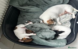 Jack Russell dogs for sale: Miniature Jack Russell’s  - Image 5