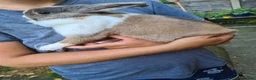 Mini Lion Lop rabbits for sale: Female mini lop x lion head  - Advert 3