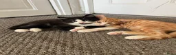 Mixed Breed cats for sale: These mixed breed kittens looking for loving homes in Bromley - Advert 1