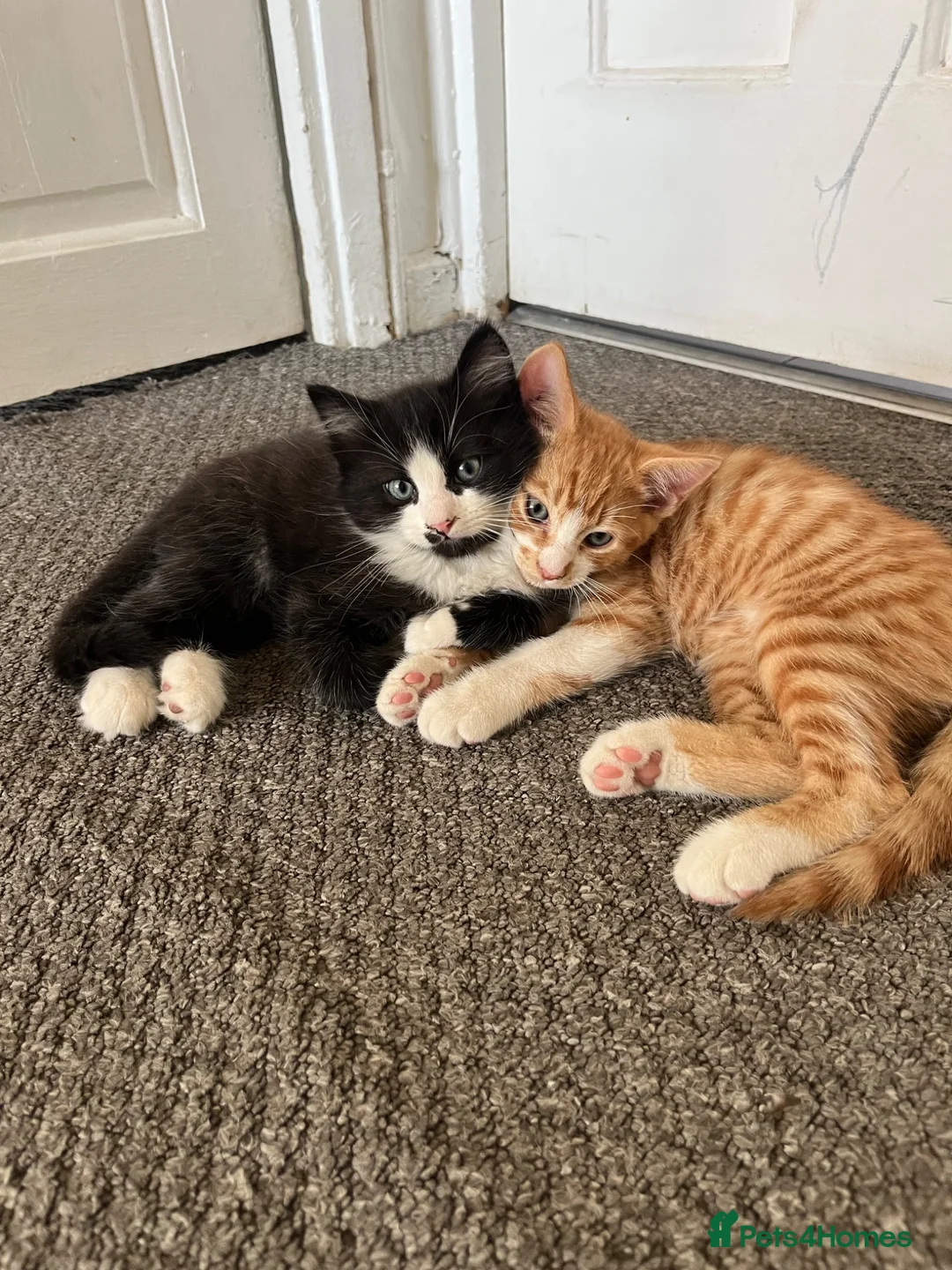 Mixed Breed cats for sale: These mixed breed kittens looking for loving homes in Bromley - Advert 1