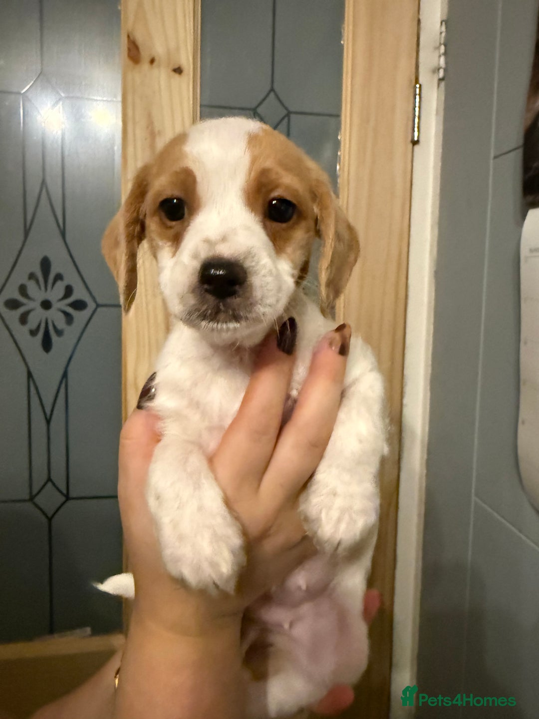 Mixed Breed dogs for sale: Dachshund/cavapoo - Advert 6