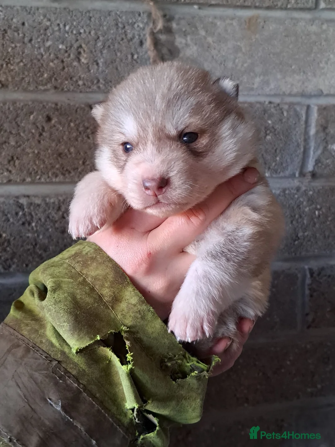 Siberian Husky dogs for sale: 🐾 RARE Husky Puppies–Ready for Their New Homes 🐾 - Advert 7