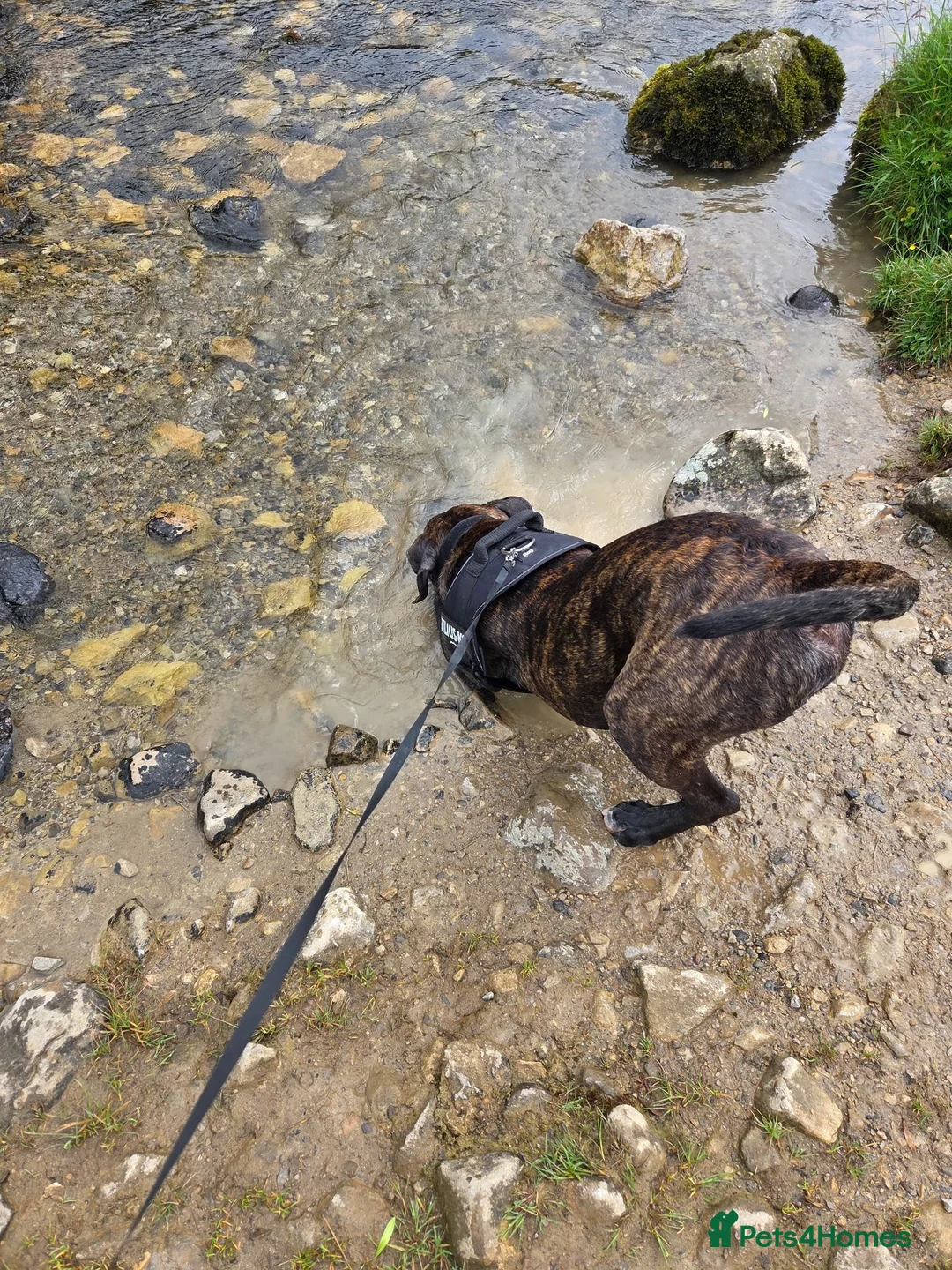 Presa Canario dogs for sale: Presa canario  in Barnsley - Advert 9