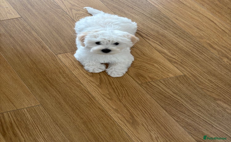 Maltipoo dogs - Advert 1