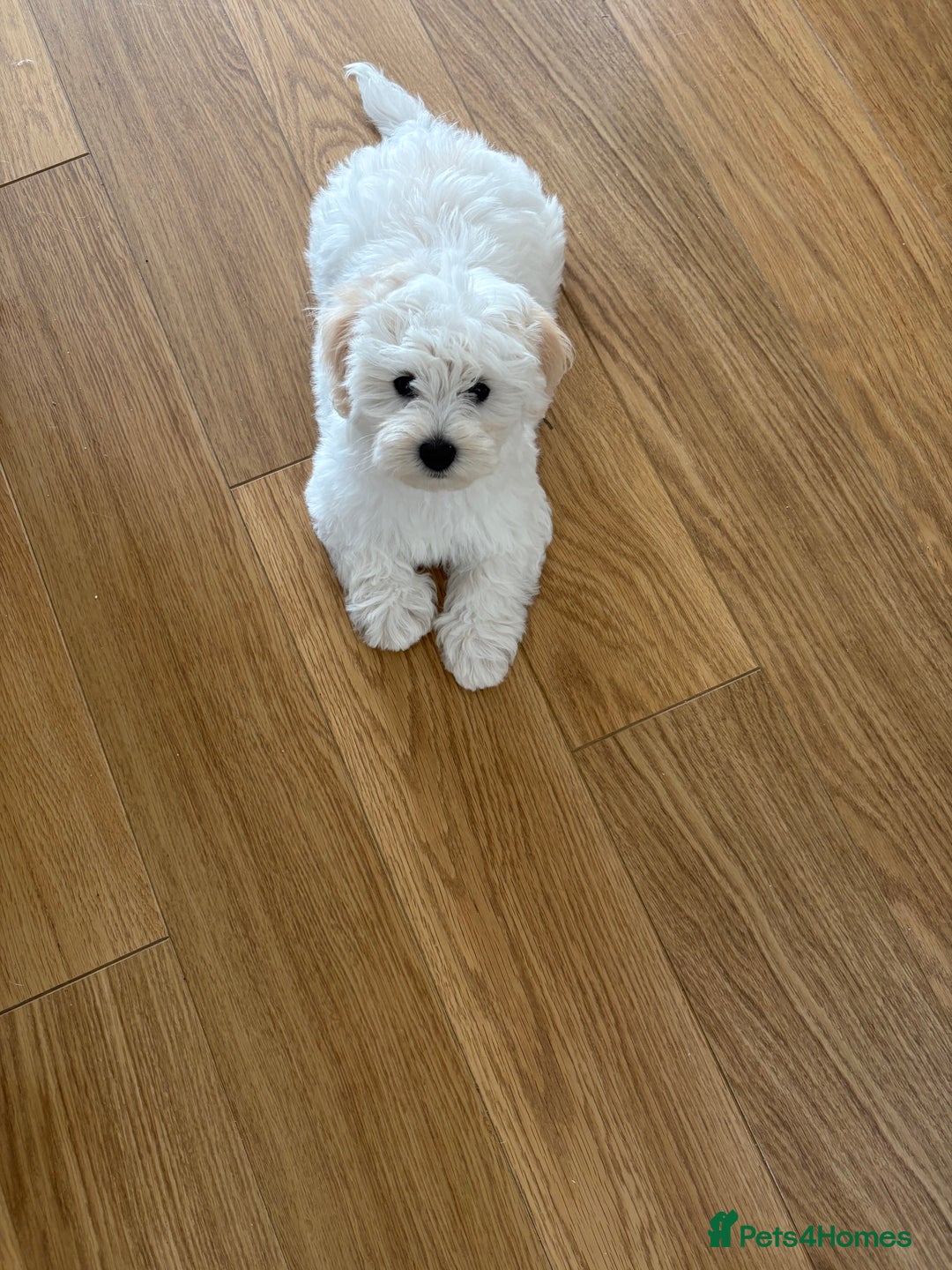 Maltipoo dogs for sale: Male Maltipoo puppy  - Image 1