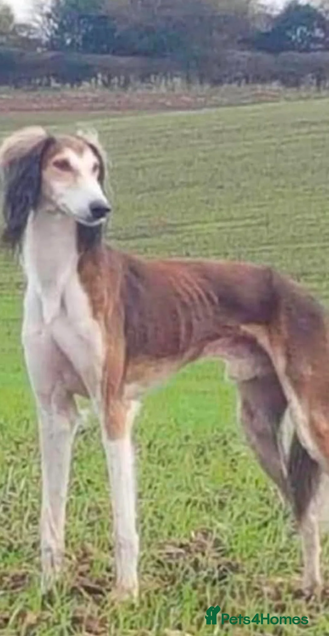 Saluki dogs for sale: Saluki puppy s  - Advert 7