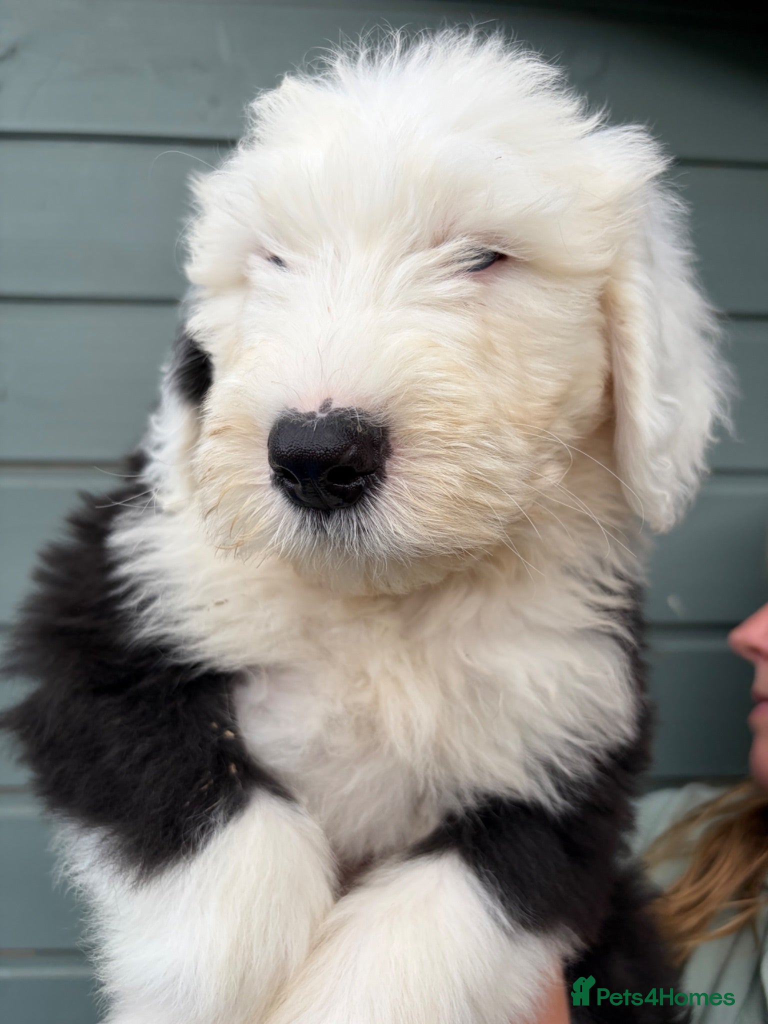 Old English Sheepdog dogs Kc Registered Old English Sheepdogs  - Advert 2