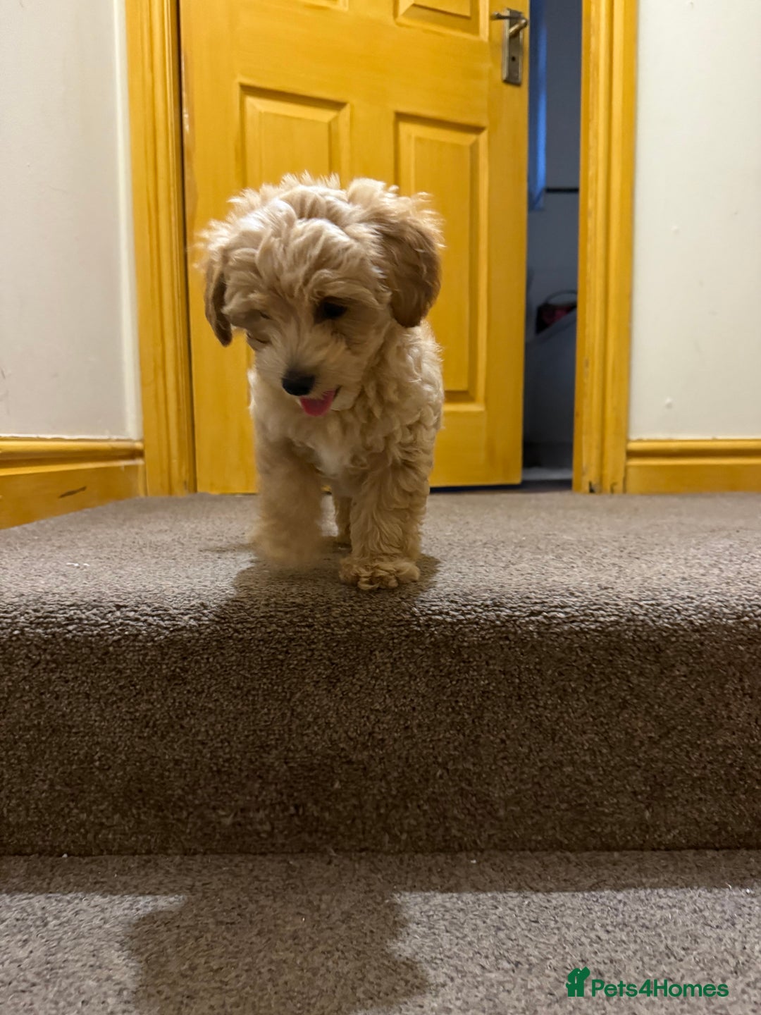 Maltipoo dogs for sale: Real life teddy bears f1 Maltipoo last 1!🐾🐶❤️💥 - Advert 3