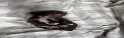 Sprocker dogs for sale: Sprocker puppies  in Dalry - Advert 12