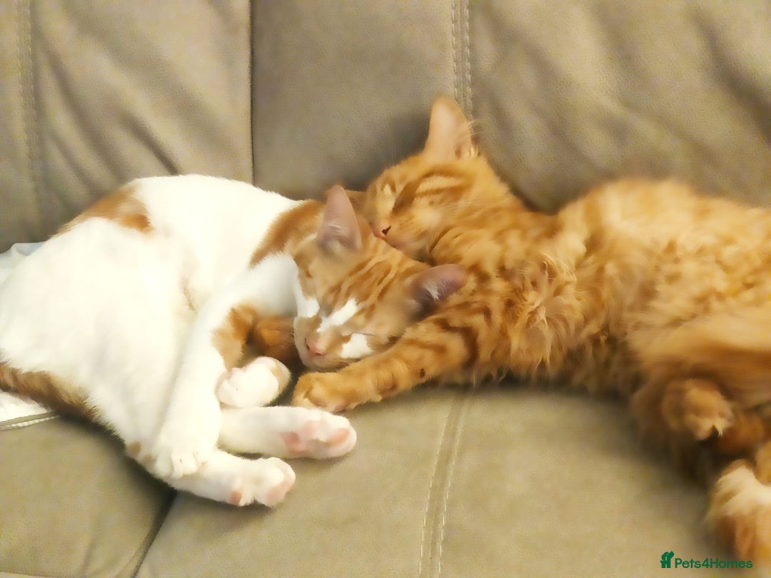 Ragcoon cats for sale: Two Boys - Advert 11