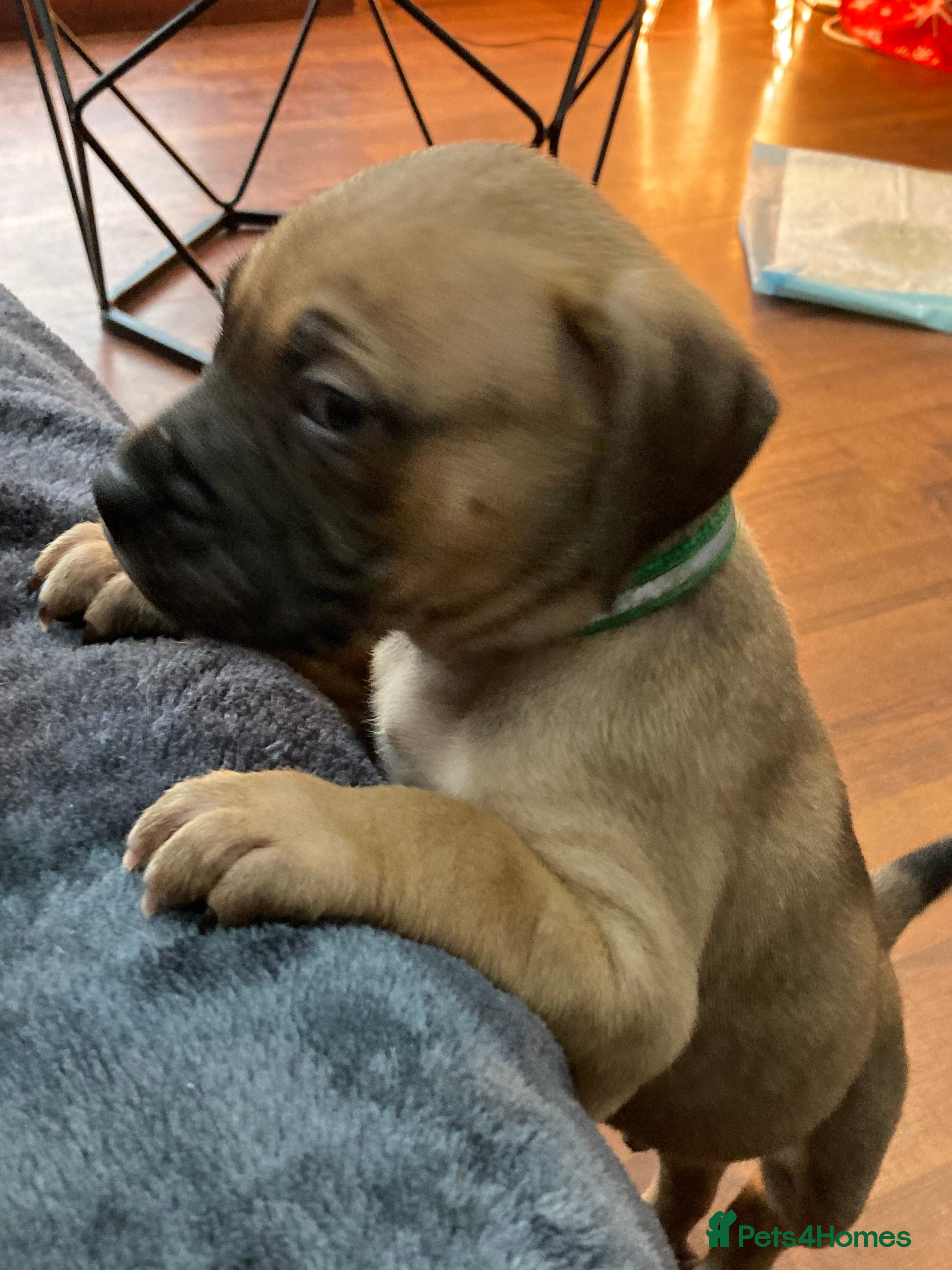 Mixed Breed dogs Mastiff x Staffy Puppies  - Advert 5