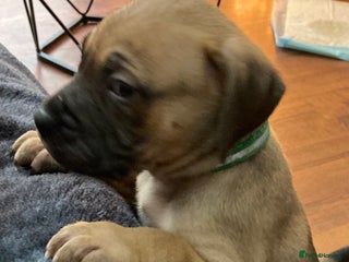 Mixed Breed dogs Mastiff x Staffy Puppies - Advert 5