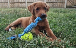 Labrador Retriever dogs for sale: Darkest Fox Red Labrador Puppies  - Image 12