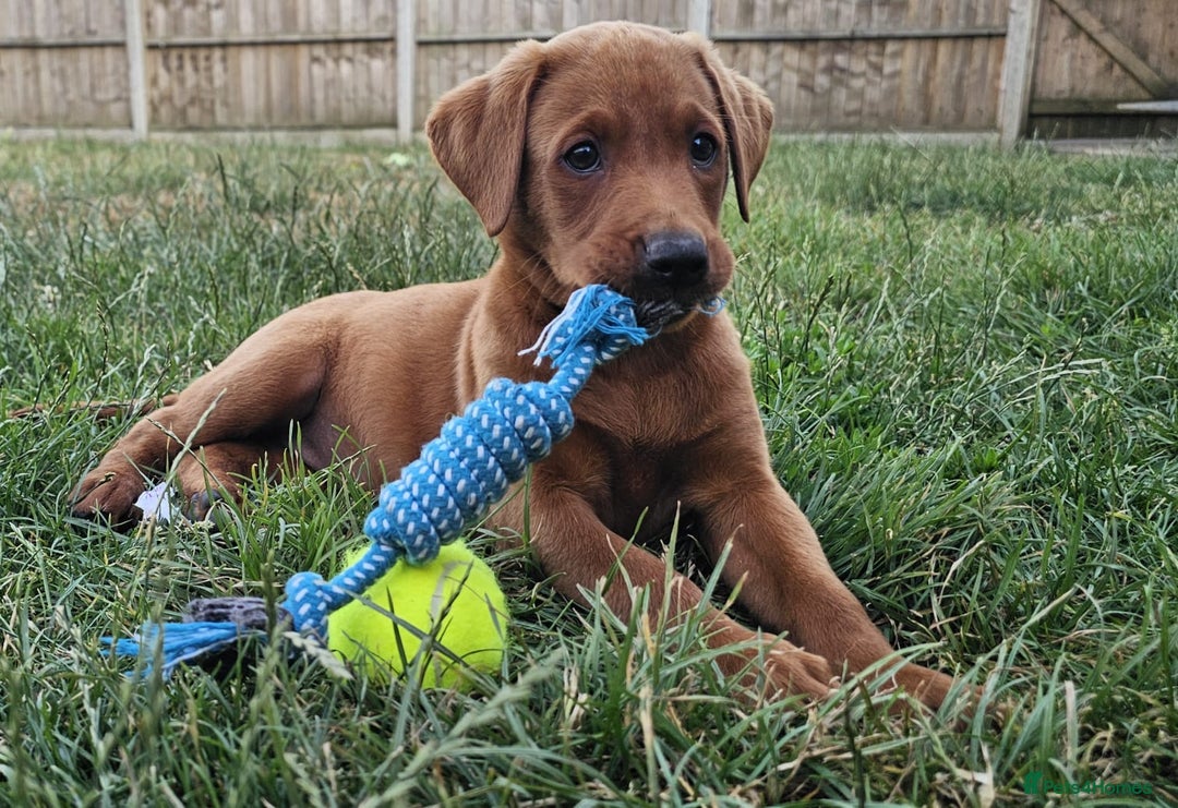 Labrador Retriever dogs for sale: Darkest Fox Red Labrador Puppies  - Image 12