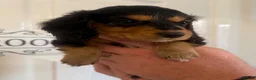 Miniature Dachshund dogs for sale: KC Registered miniature dachshunds  - Advert 10