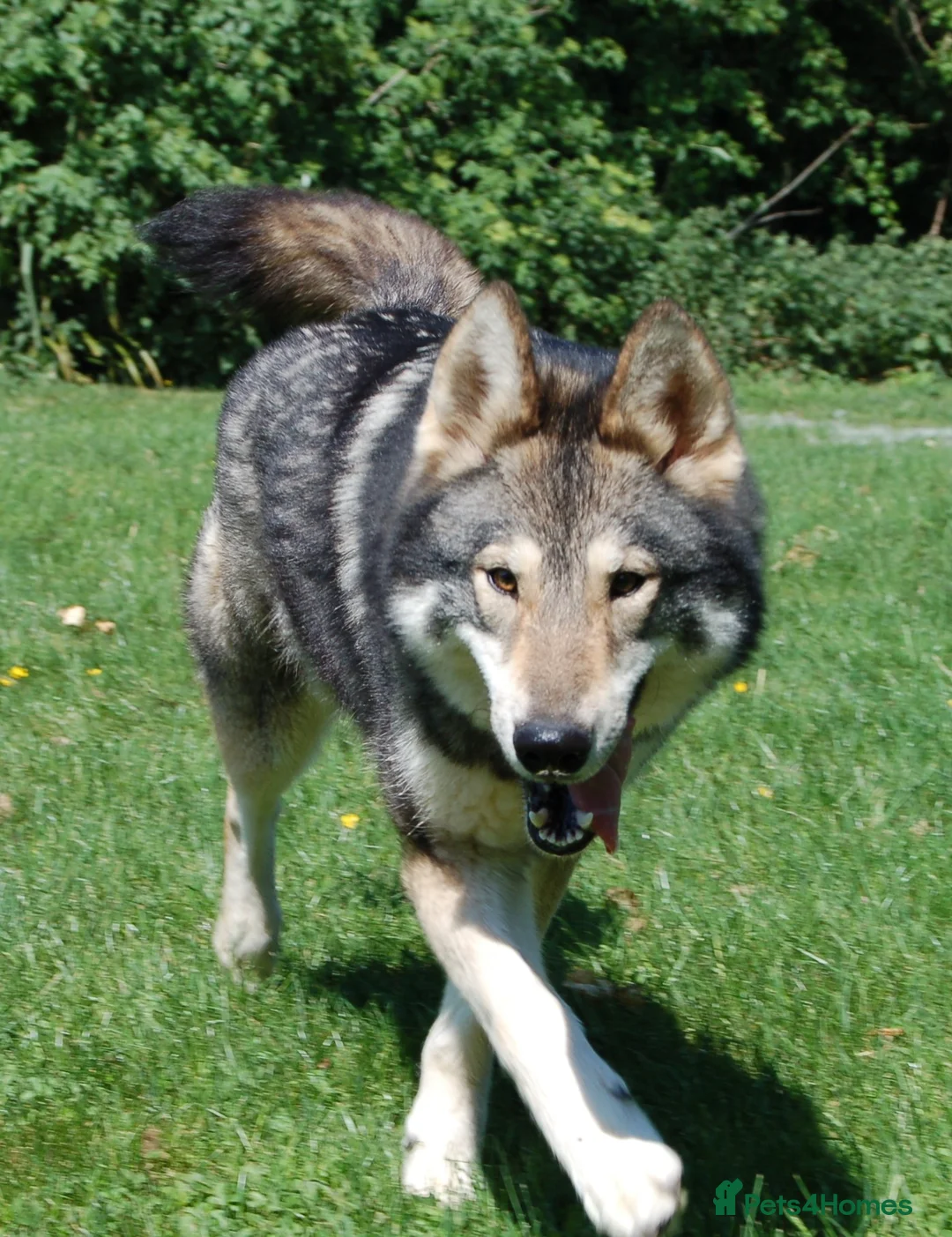 Northern Inuit dogs for sale: RARE BREED TAMASKAN Registered and Embarked - Advert 6