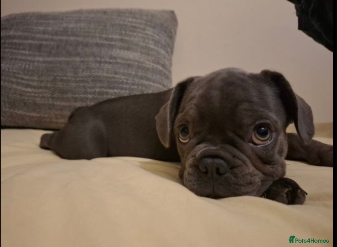 French Bulldog dogs Female puppy  french bulldog  - Advert 1