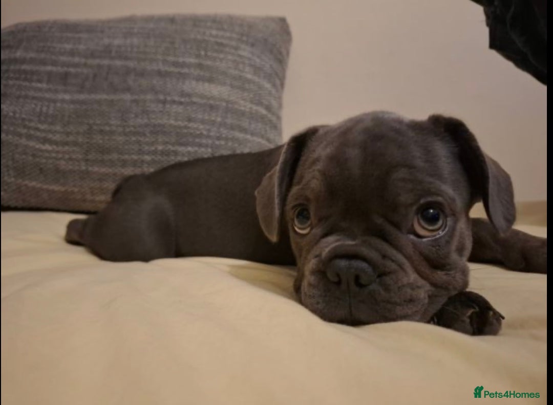 French Bulldog dogs for sale: Female puppy  french bulldog  - Advert 1