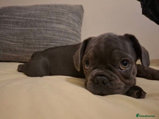 French Bulldog dogs Female puppy french bulldog - Advert 1
