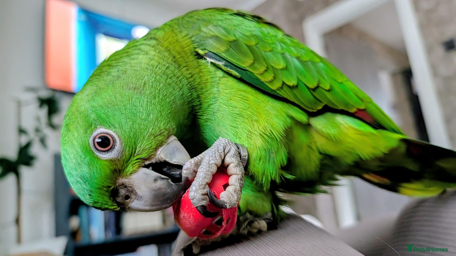 Parrots birds for sale: Beautiful handrared Amazon parrot  - Advert 2