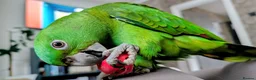 Parrots birds for sale: Beautiful handrared Amazon parrot  in Craigavon - Advert 1