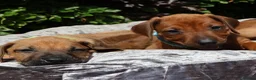 Rhodesian Ridgeback dogs for sale: !!KC CHAMPION AFRICAN RHODESIAN RIDGEBACK!! in Doncaster - Advert 26