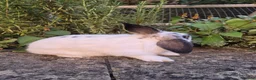 Mini Lop rabbits for sale: Mini Lop Does - Advert 9