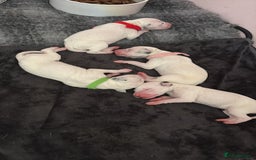 Dalmatian dogs for sale: Dalmatian Puppies  - Image 3