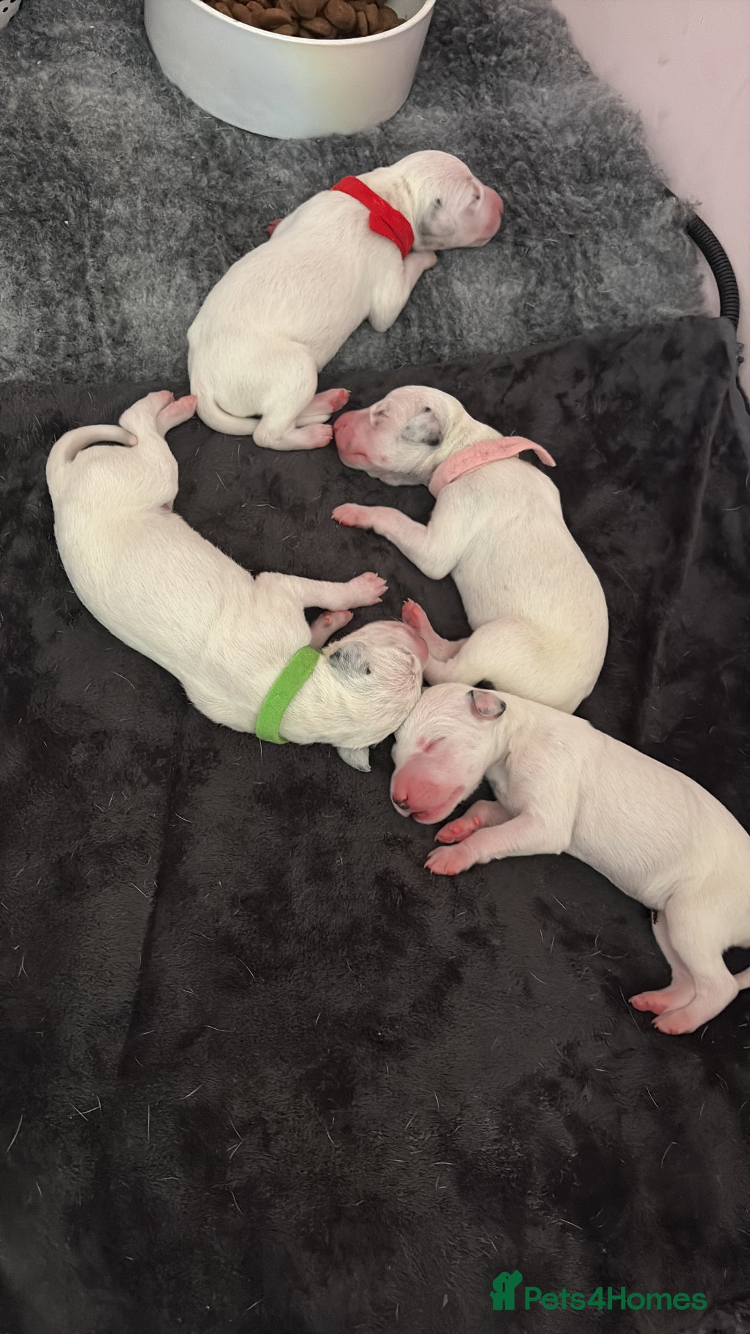 Dalmatian dogs for sale: Dalmatian Puppies  - Image 3