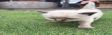 Ragdoll 1