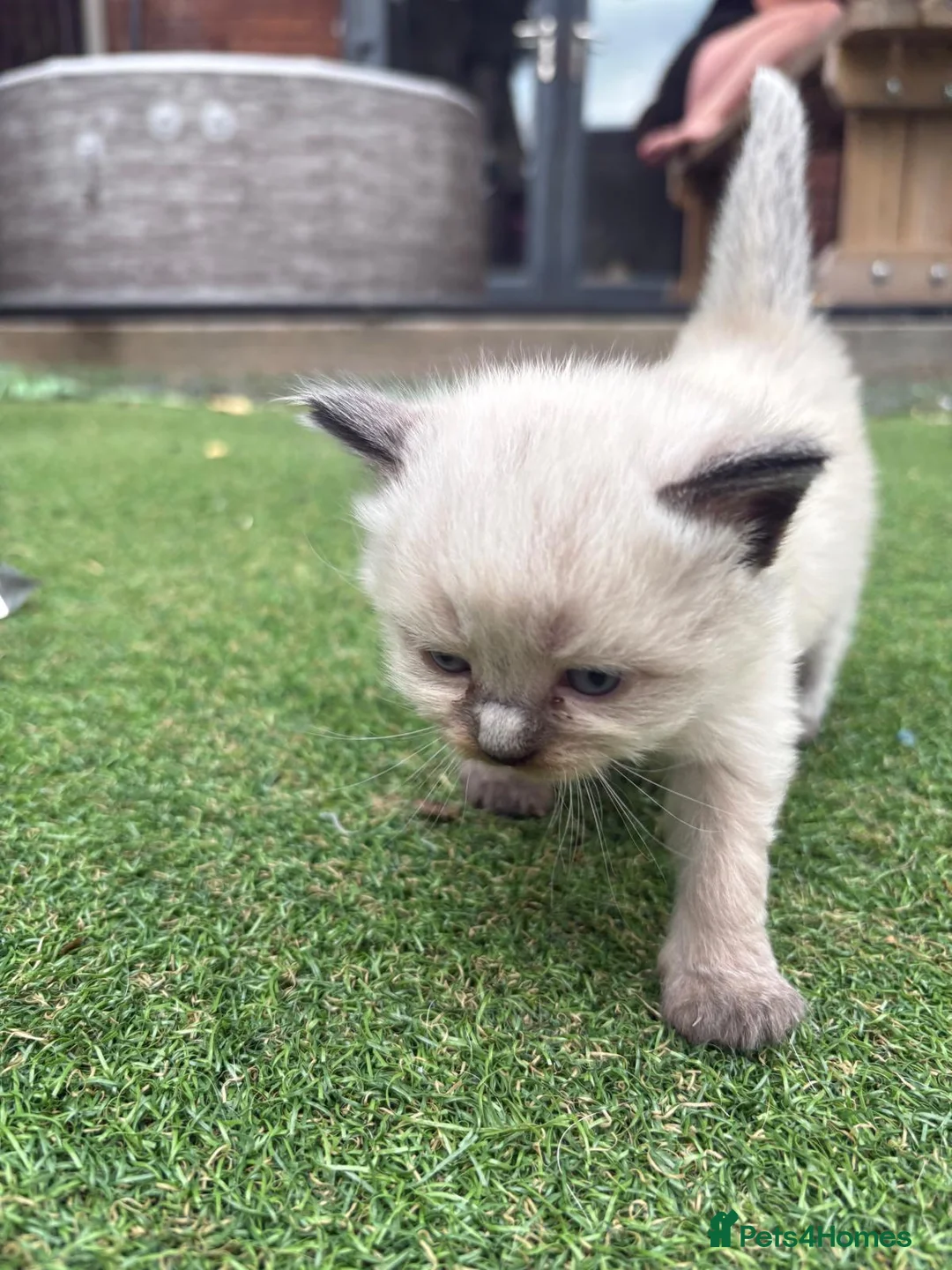Ragdoll cats for sale: Ragdoll x - Advert 2